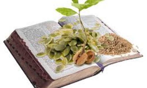 Sowing Good Seeds